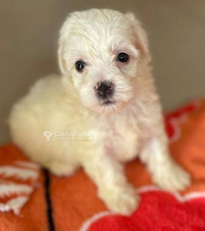 chiot-bichons-maltais-big-0