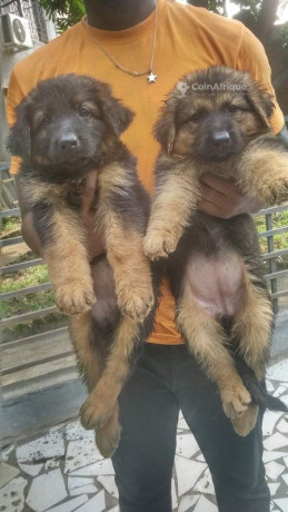chiot-berger-allemand-big-0