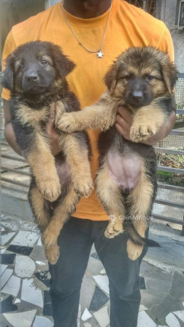 chiot-berger-allemand-big-1