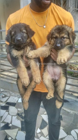 chiot-berger-allemand-big-2