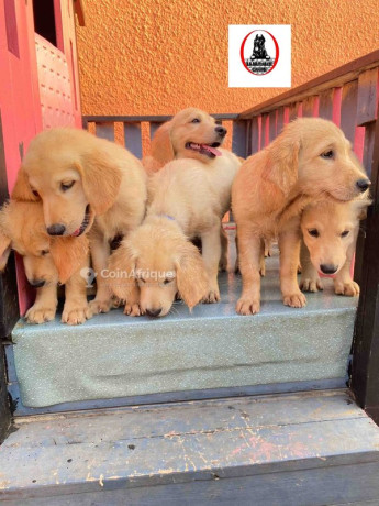 chiot-golden-retriever-big-0