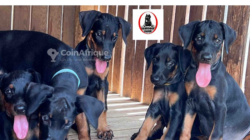 chiot-doberman-big-1