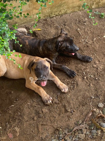 chiot-boerboel-big-0