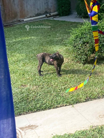 chiot-boerboel-big-2