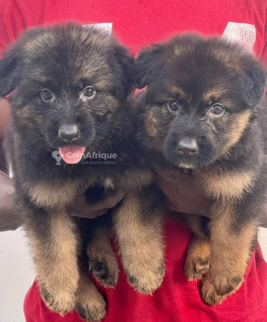 chiot-bergers-allemands-big-0