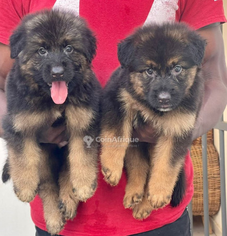 chiot-bergers-allemands-big-1
