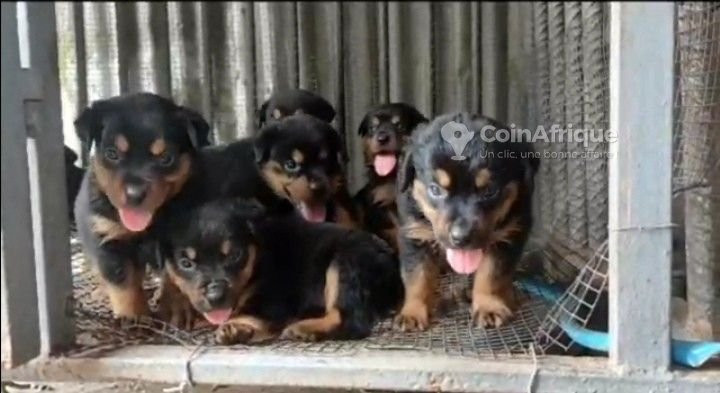 chiot-rottweiler-big-0
