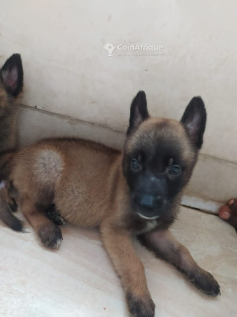 chiot-berge-malinois-big-0
