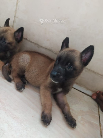 chiot-berge-malinois-big-1