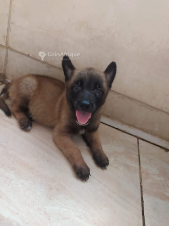 chiot-berge-malinois-big-2