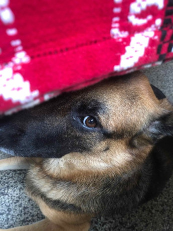 chien-berger-allemand-big-0