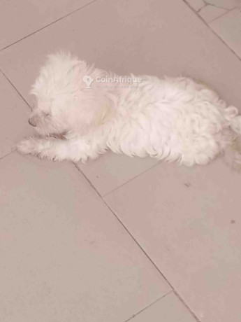 chiots-bichon-frise-big-0