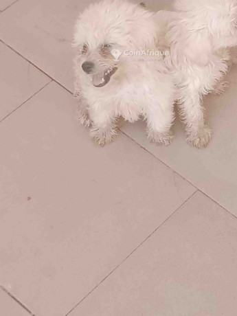chiots-bichon-frise-big-1