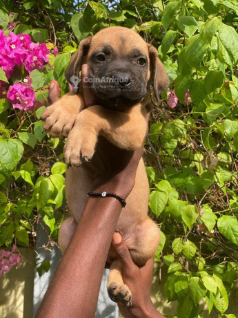 chiot-boeubull-big-0