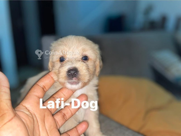 bichon-male-et-femelle-big-1