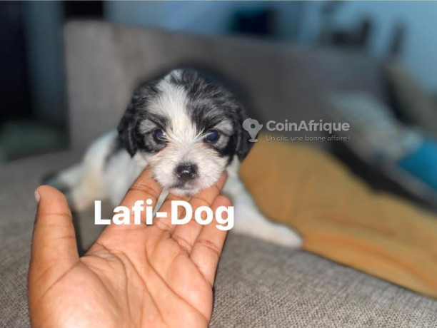 bichon-male-et-femelle-big-2