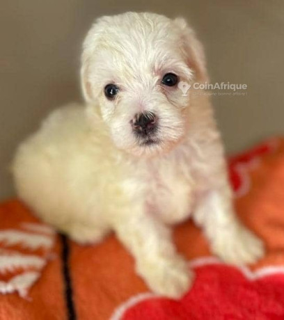 bichon-maltais-big-0