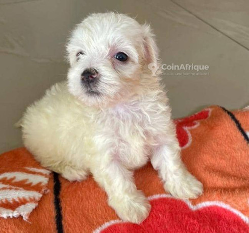 bichon-maltais-big-1