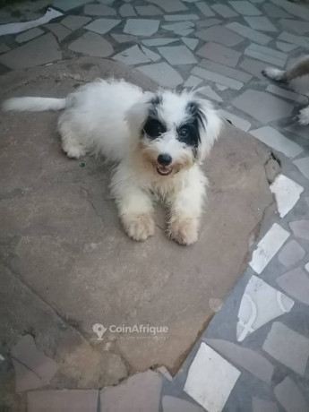 bichon-maltais-big-2