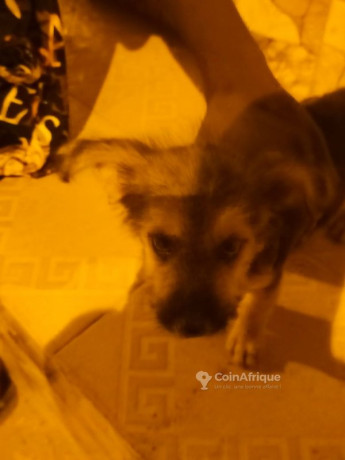 chiot-caniche-allemand-big-0