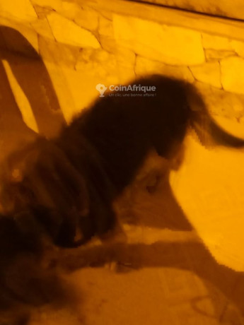 chiot-caniche-allemand-big-1