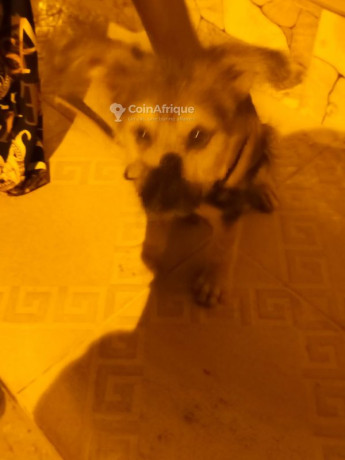 chiot-caniche-allemand-big-2