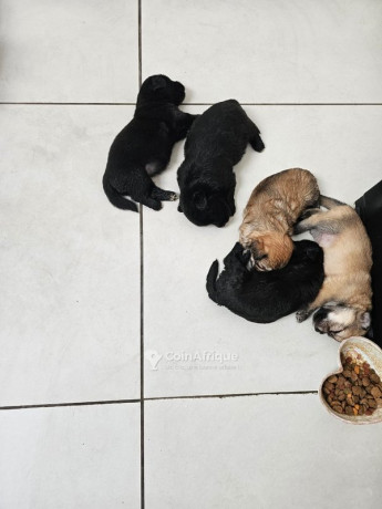 chiots-maltipom-big-0