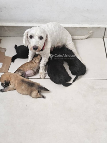 chiots-maltipom-big-1
