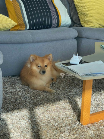 chiots-maltipom-big-2