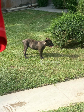 chiot-boerboel-big-0