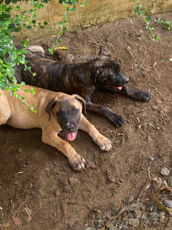 chiot-boerboel-big-1