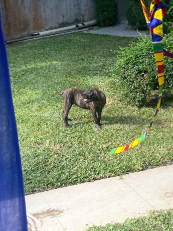 chiot-boerboel-big-2