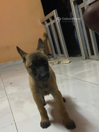 chiot-berger-malinois-big-0