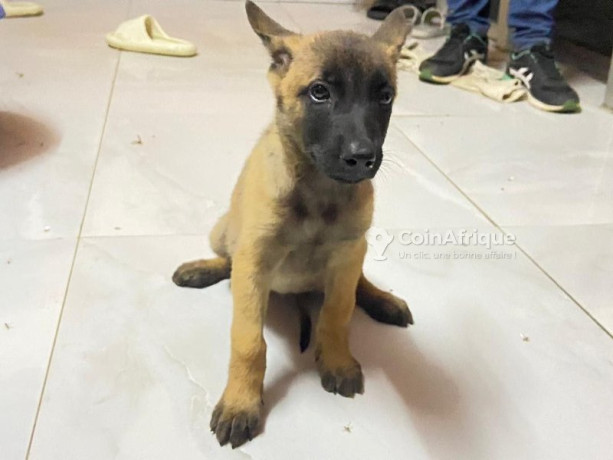 chiot-berger-malinois-big-2