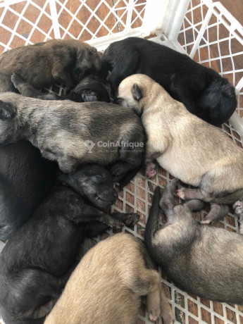 chiot-malinois-big-1