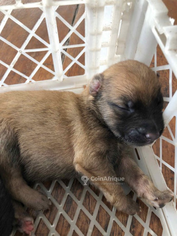 chiot-malinois-big-2