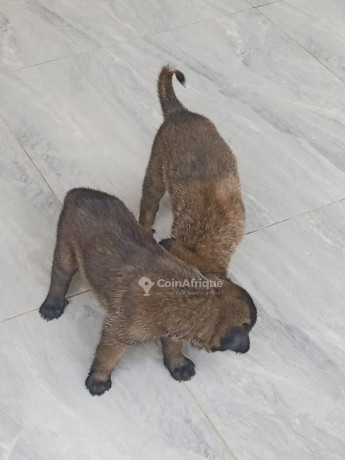 chiot-malinois-big-0