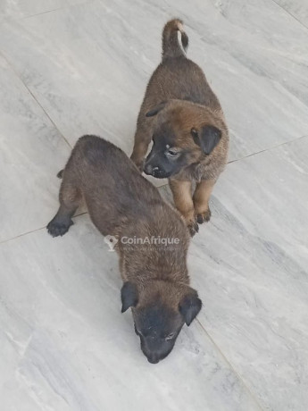 chiot-malinois-big-1