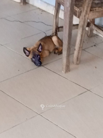 chiot-malinois-big-2