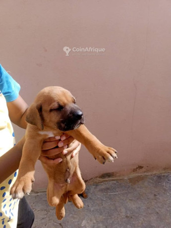 chiot-ridgback-big-0