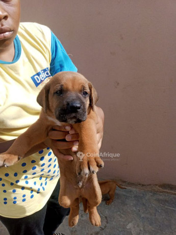 chiot-ridgback-big-1