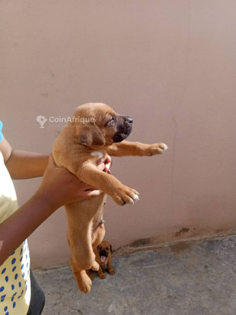 chiot-ridgback-big-2