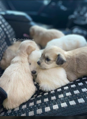 chiots-caniche-big-0