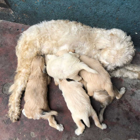 chiots-caniche-big-1
