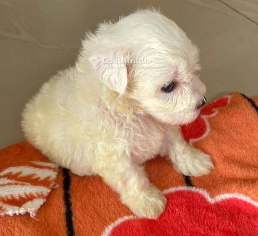 chiot-bichons-maltais-big-0