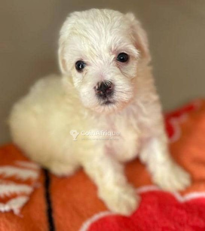chiot-bichons-maltais-big-1