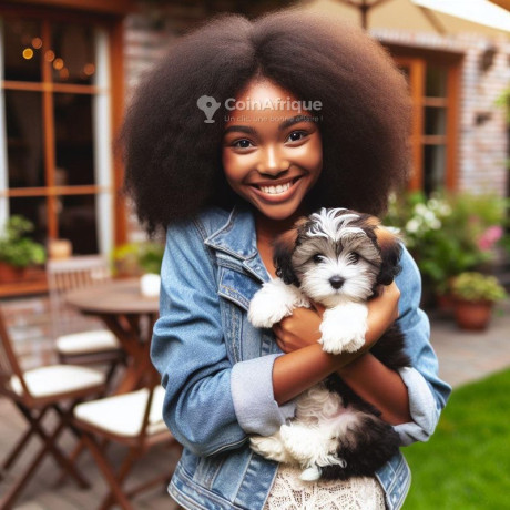 chiot-bichon-big-0