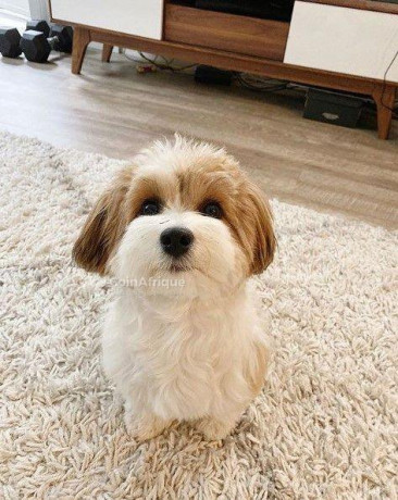 chiot-bichon-big-1