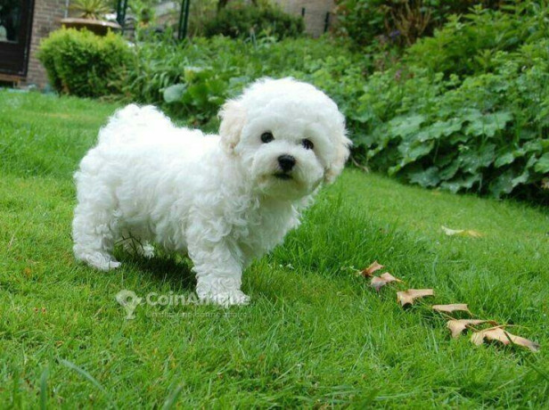 chiot-bichon-big-2
