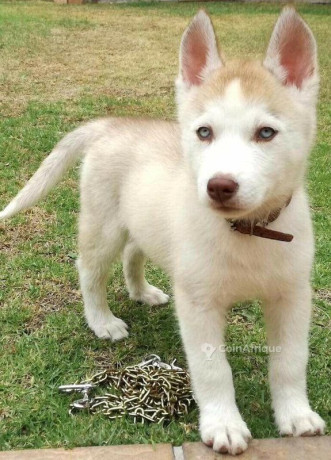 chiot-husky-big-1